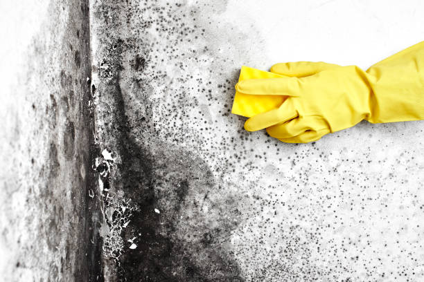 Best Attic Mold Removal  in Ave Maria, FL