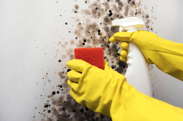 Best Same-Day Mold Removal  in Ave Maria, FL