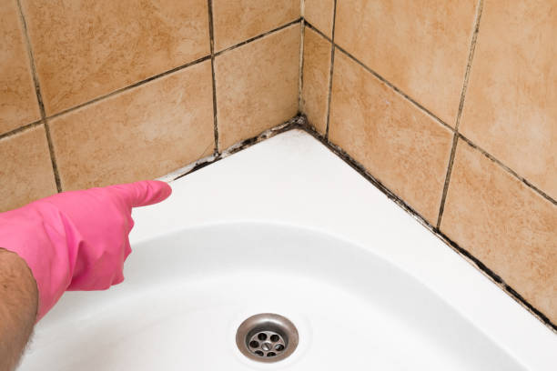Best Attic Mold Removal  in Ave Maria, FL