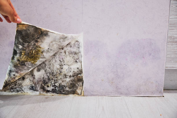 Best Black Mold Removal  in Ave Maria, FL